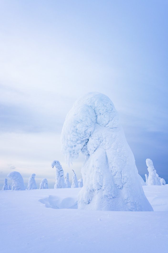verschneiter Baum im Riisitunturi Nationalpark, Finnland