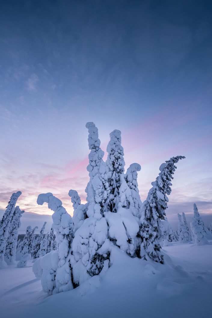 verschneite Bäume, Riisitunturi Nationalpark, Finnland