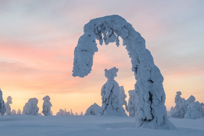 Verschneite Bäume, Schneeskulpturen, Luosto, Finnland