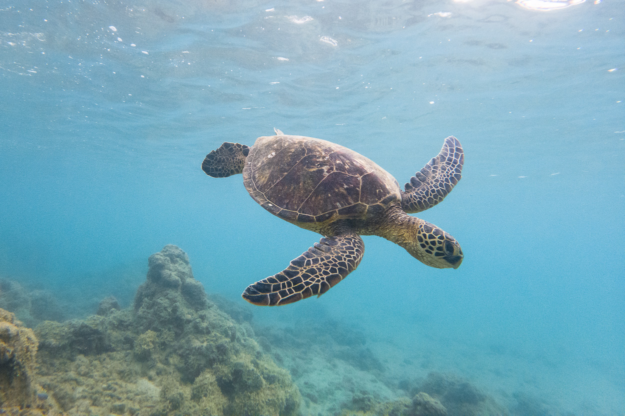 Meeresschildkröte Unterwasser, Honolua Bay, Maui, Hawaii