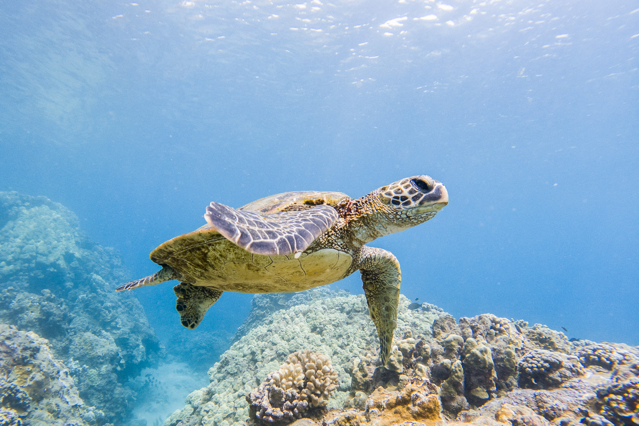 Meeresschildkröte, Honolua Bay, Maui, Hawaii