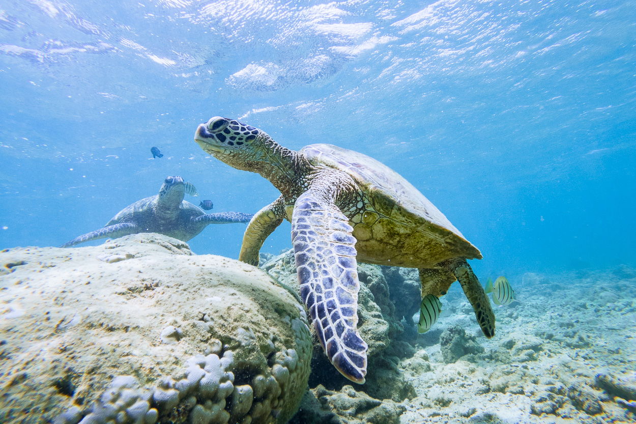 Meeresschildkröten am Anini Beach, Kauai, Hawaii