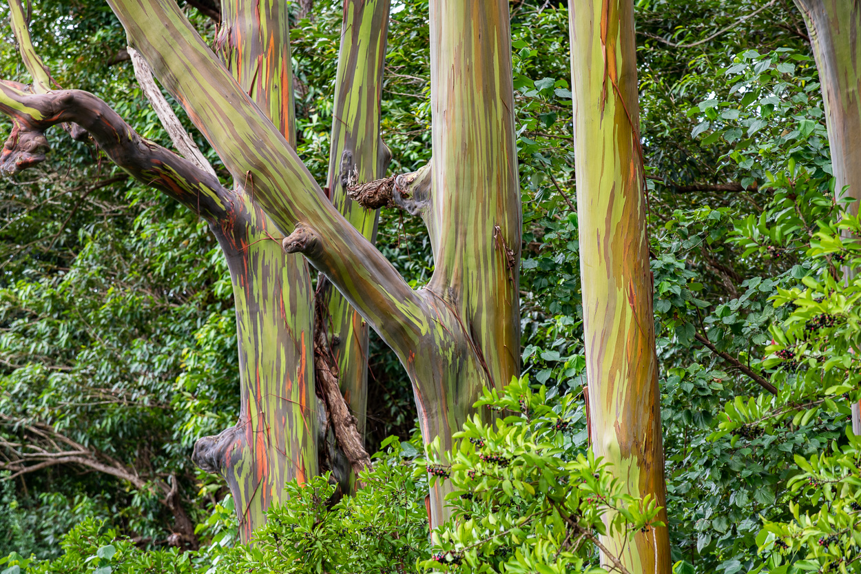 Regenbogen Eukalyptusbäume, Maui, Hawaii