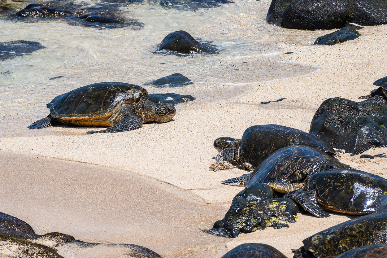 Meeresschildkröten an  Land, Maui