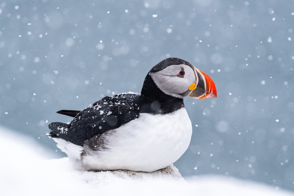 Puffin im Schneefall, Hornoya, Norwegen