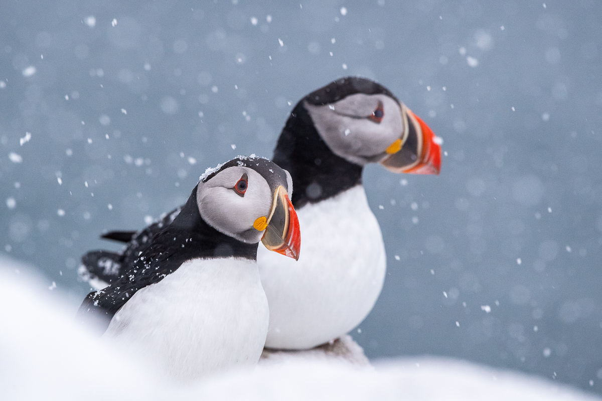 Zwei Puffins im Schneefall, Hornoya, Varanger