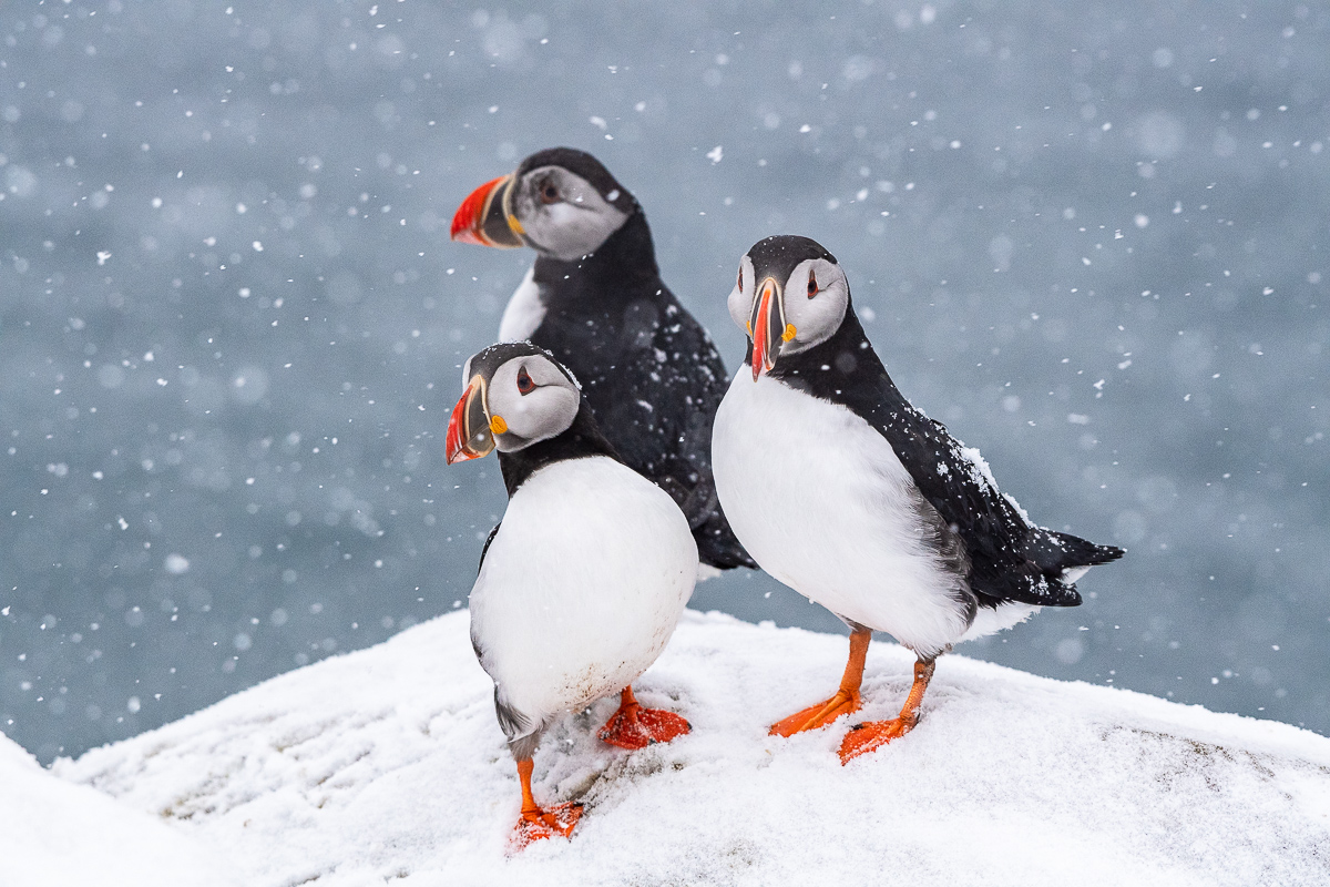 Drei Puffins im Schneefall, Hornoya, Norwegen