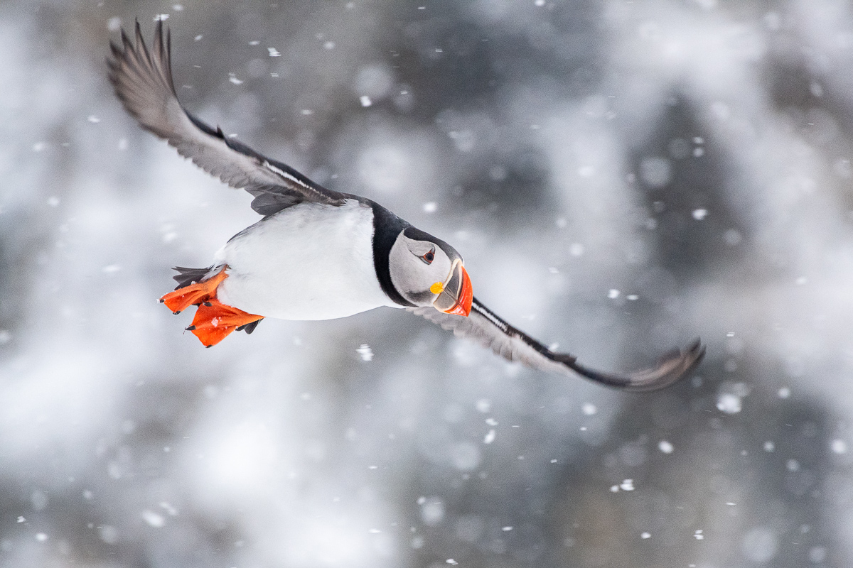 Papageitaucher im Flug bei Schneefall, Varanger, Norwegen