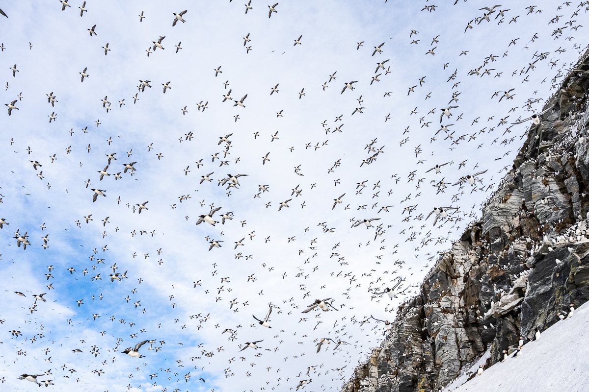 Lummenschwarm im Flug, Varanger