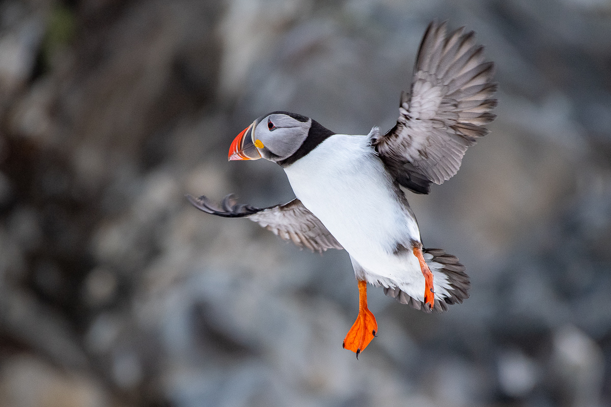 Puffin im Flug, Varanger, Norwegen