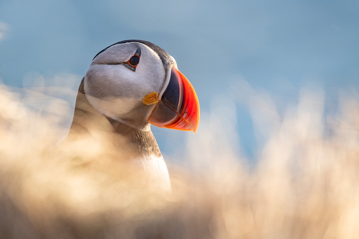 Puffin Portrait