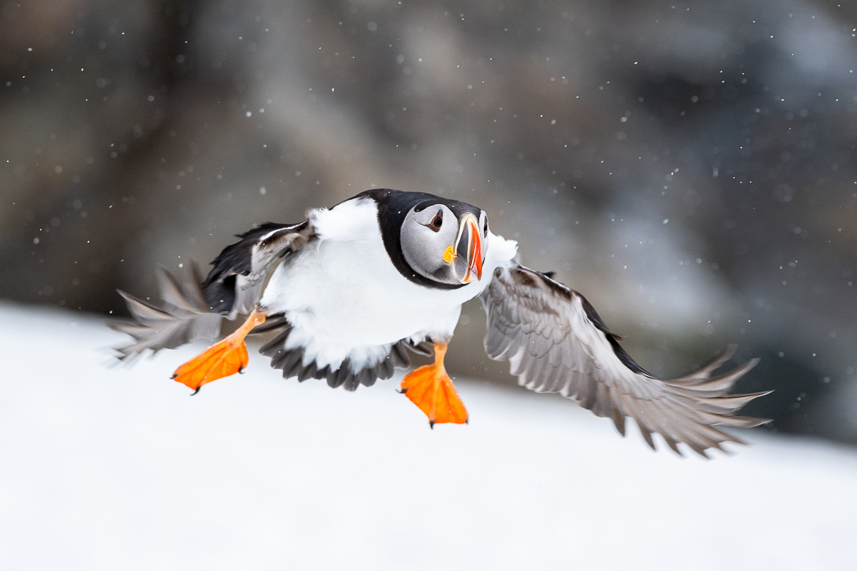 Puffin im Flug bei Schneefall, Varanger Halbinsel
