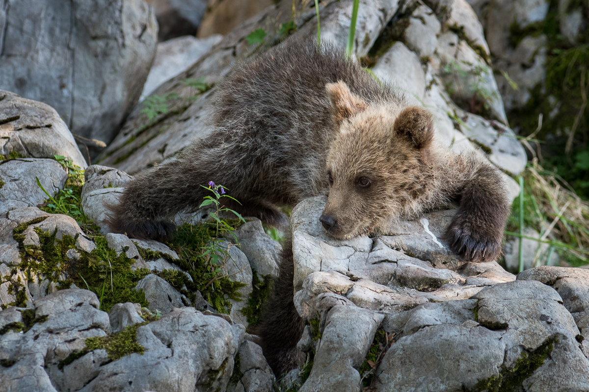 Bärenbaby in Slowenien, Wildlife-Fotografie