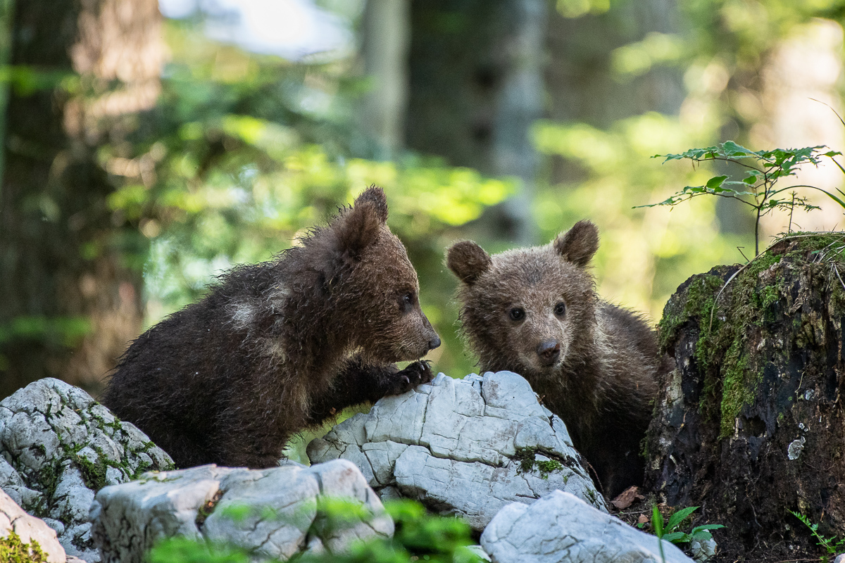 Zwei Bärenbabys, Tierfotografie in Slowenien