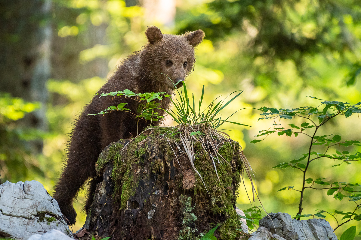 Verspielter Babybär