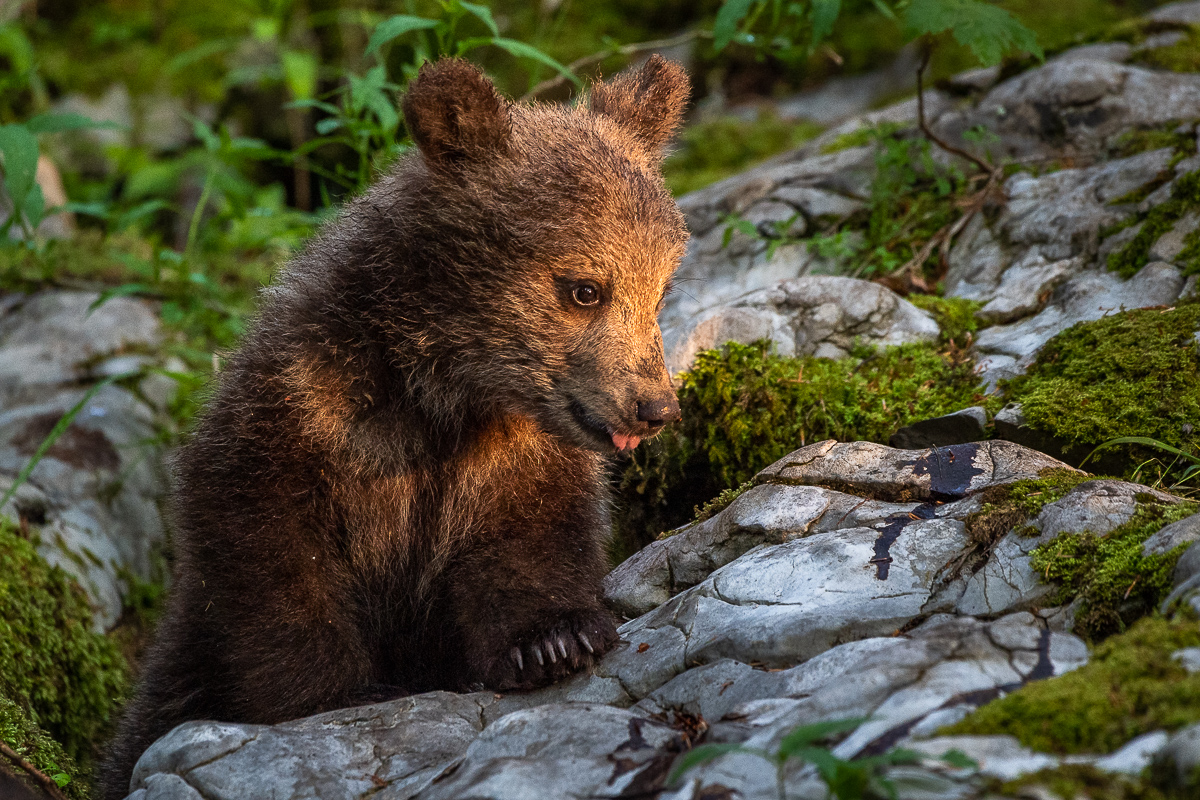 Bärenbaby, Slowenien