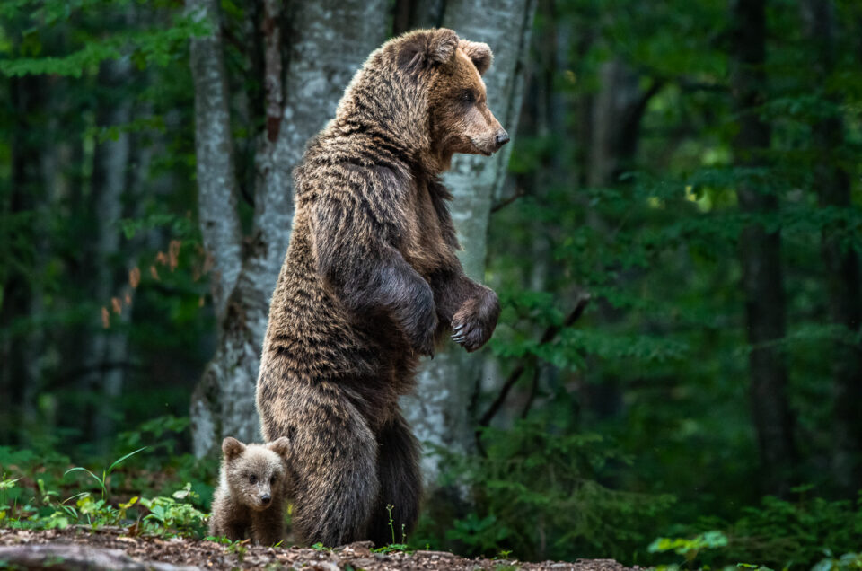 Bärenbabys fotografieren - Tierfotografie in Sloweniens Wäldern