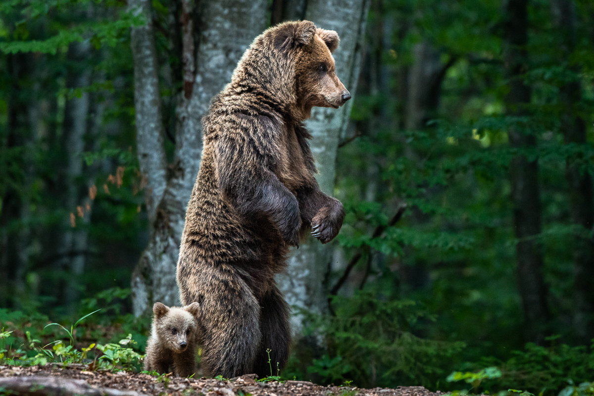 Bärenmutter mit Bärenbaby, Tierfotografie in Slowenien