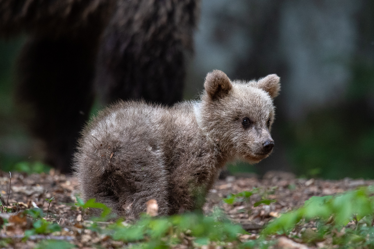 Kleines Bärenbaby