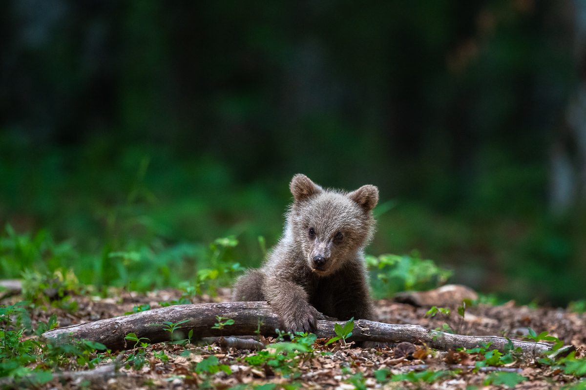 Bärenbaby beim Spielen, Slowenien