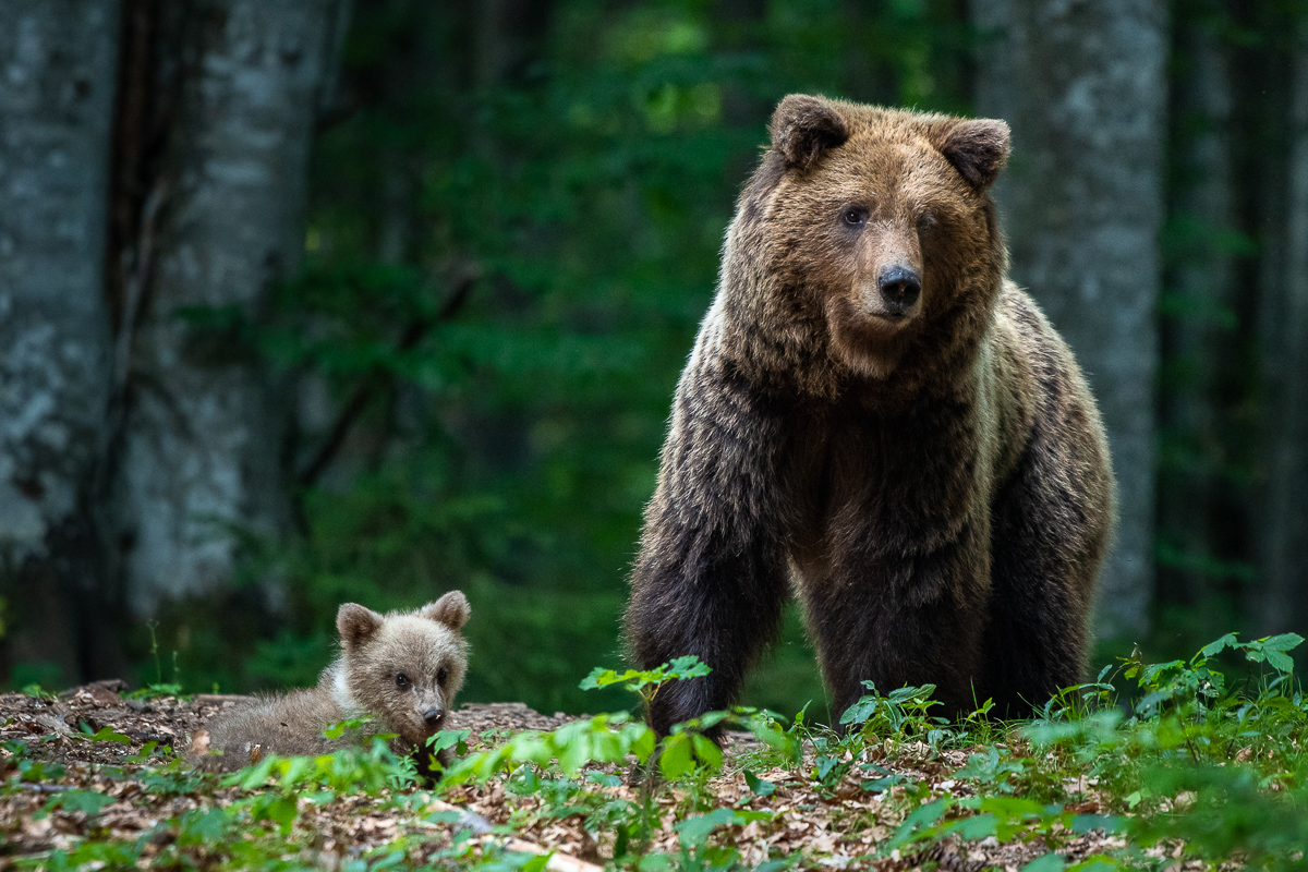 Bärenmama mit Nachwuchs