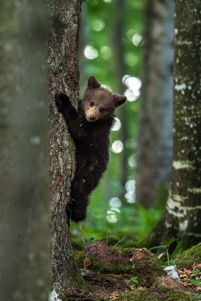 Bärenbaby beim klettern 