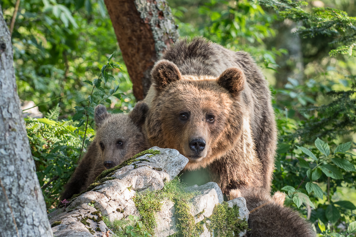 Bärenmutter mit Bärenbaby im Wald