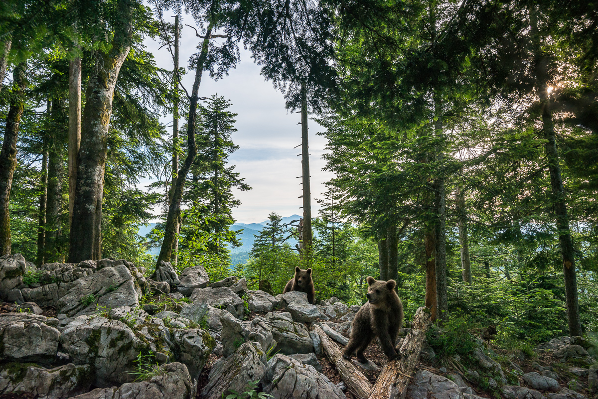 Zwei Bären im Wald in Slowenien. Fotografiert mit einer Fotofalle