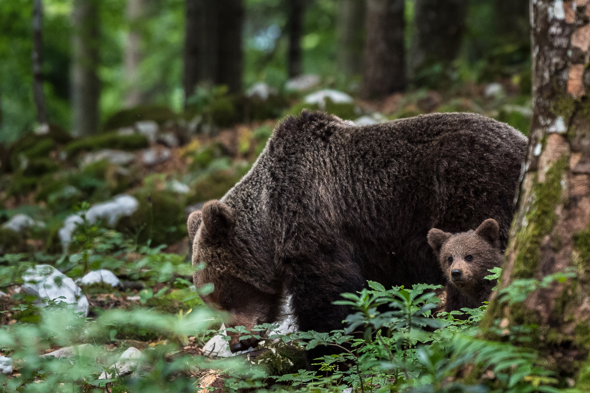 Neugieriger Blick eines Bärenbabys