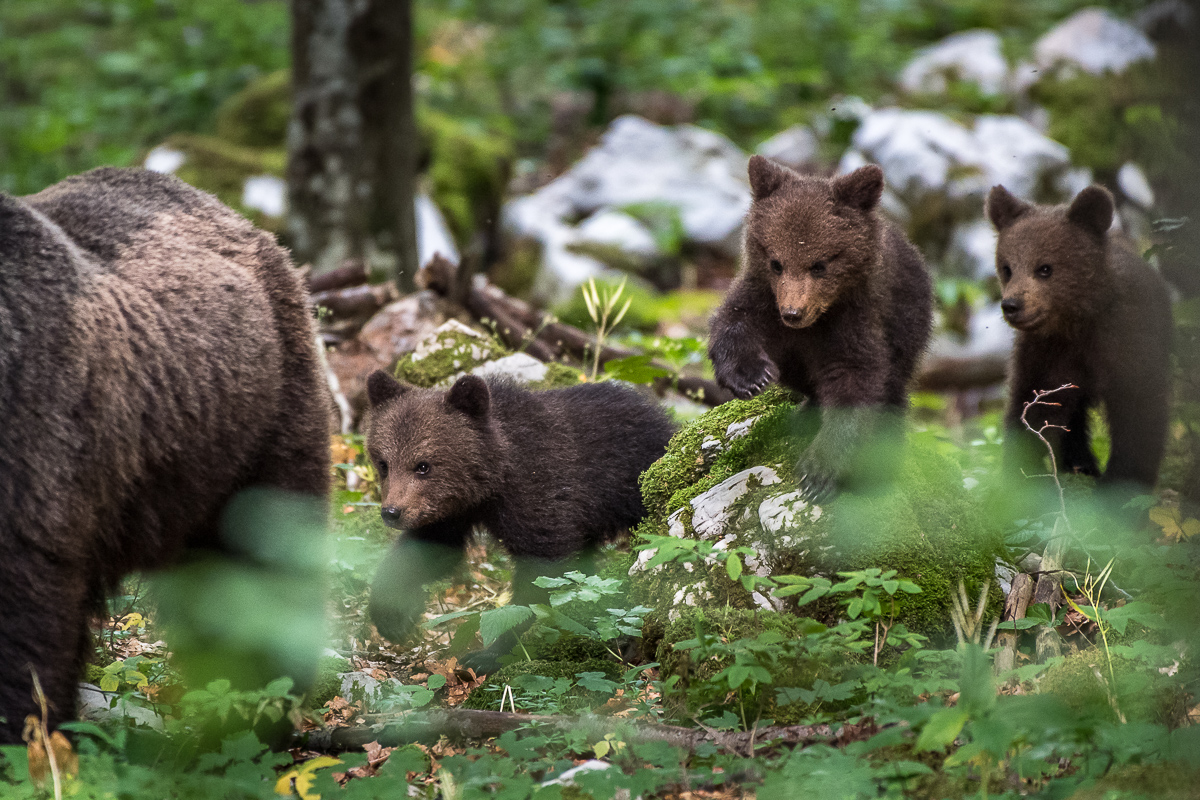 3 Bärenbabys