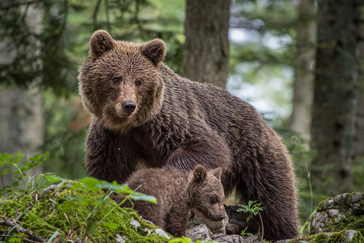 Bärenmutter mit Jungem