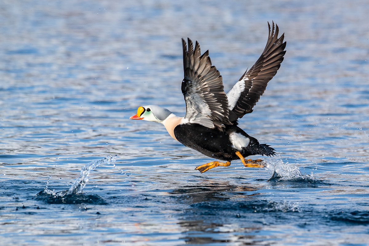 Prachteiderente auf Varanger