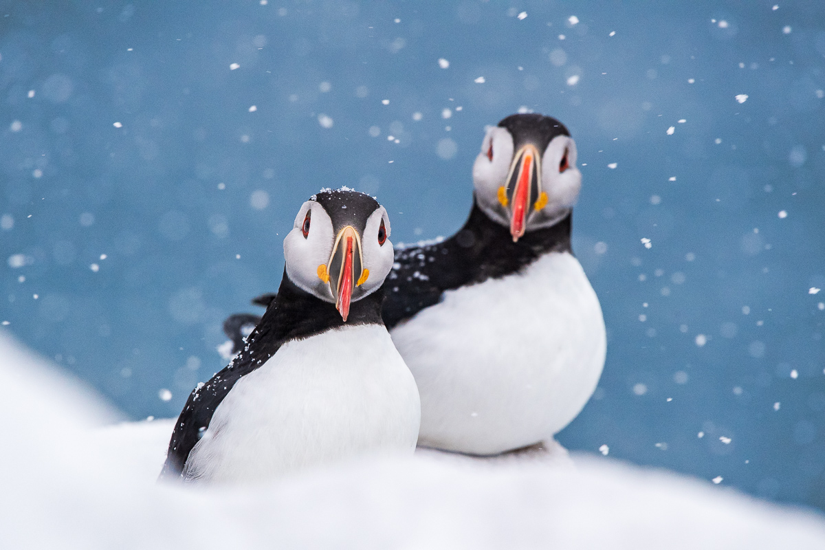 Puffins im Schnee, Varanger, Norwegen
