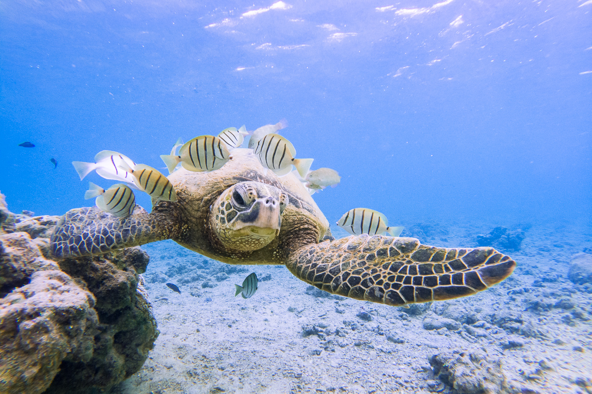 Schildkröte, Schnorcheln, Hawaii