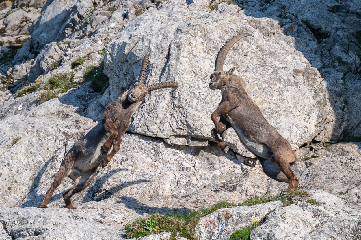 Zwei Steinböcke im Alpstein beim Kräftemessen, aufgerichtet im Kampfspiel an steilem Felshang.