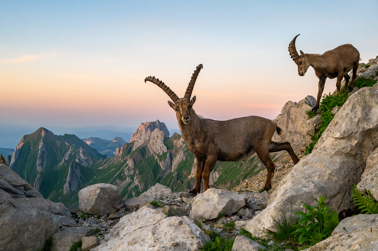 Zwei Alpensteinböcke stehen zwischen Felsen hoch oben in den Bergen. Im Hintergrund erstreckt sich eine dramatische Berglandschaft bei sanftem Abendlicht mit rosa-blauem Himmel.