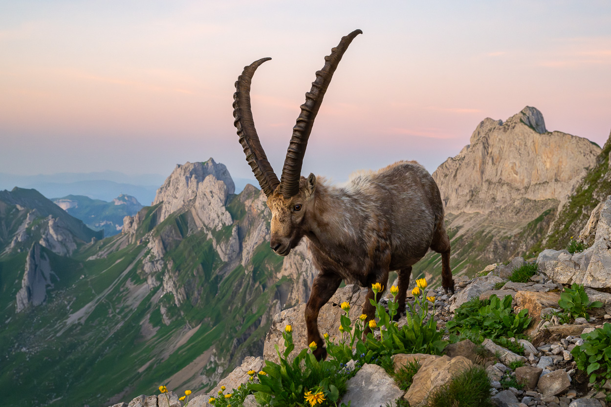 Ein Steinbock läuft zwischen Felsen hoch oben in den Bergen. Im Hintergrund erstreckt sich eine dramatische Berglandschaft bei sanftem Abendlicht mit rosa-blauem Himmel.