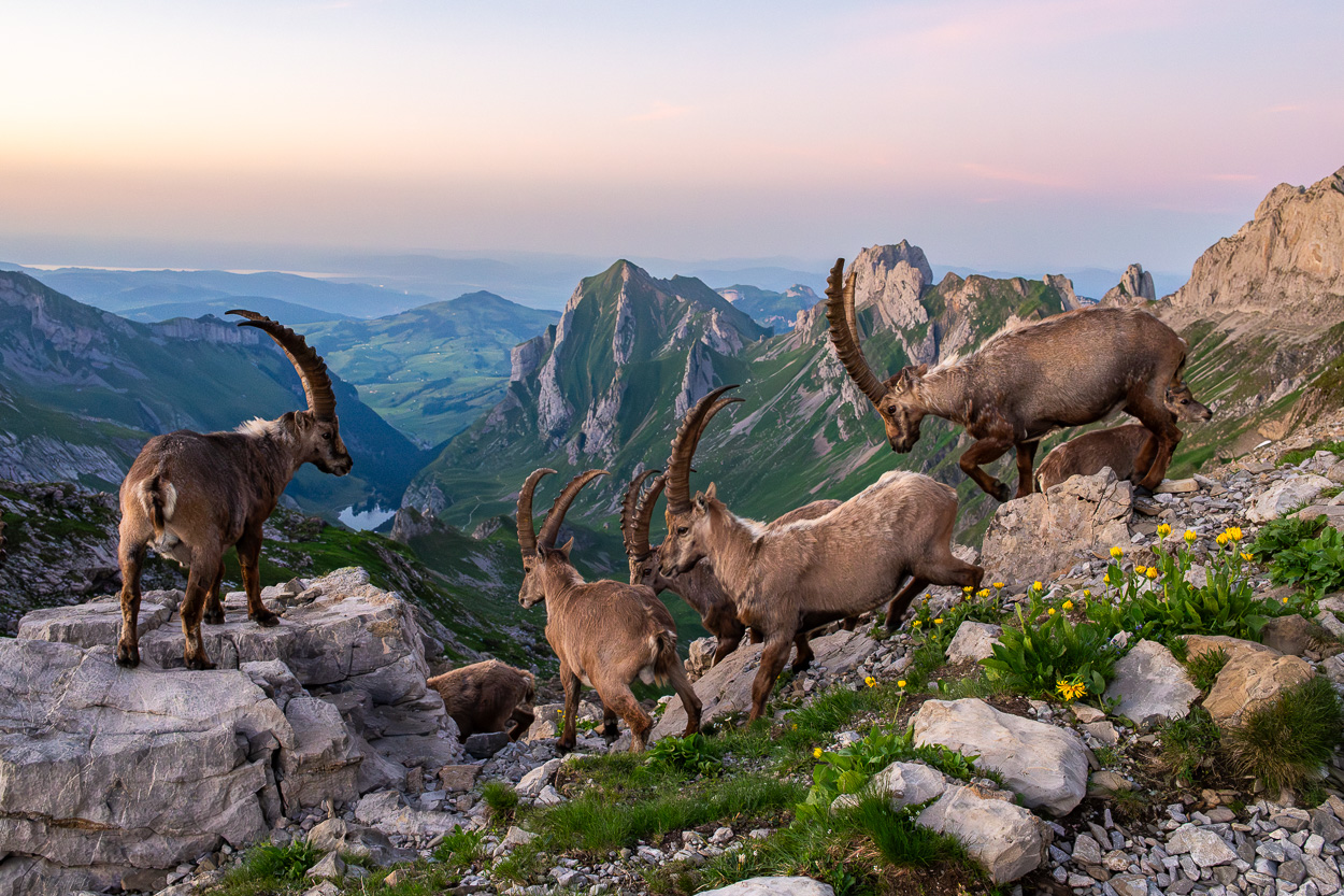 Eine Gruppe Steinböcke über dem Tal im Alpstein.
