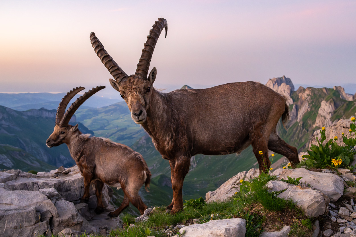 Zwei Steinböcke stehen zwischen Felsen hoch oben in den Bergen. Im Hintergrund erstreckt sich eine dramatische Berglandschaft bei sanftem Abendlicht mit rosa-blauem Himmel.