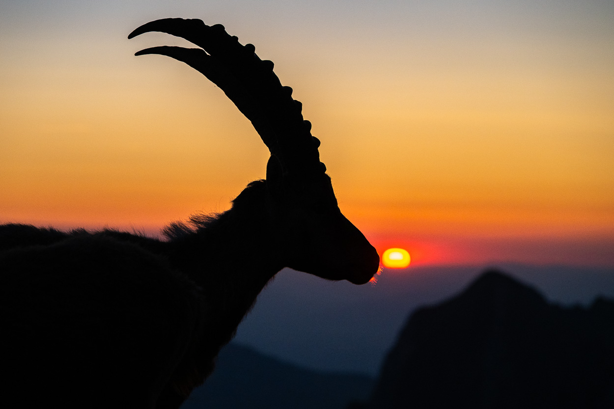 Steinbock im Alpstein bei Sonnenaufgang, Silhouetten im Gegenlicht mit aufgehender Sonne.
