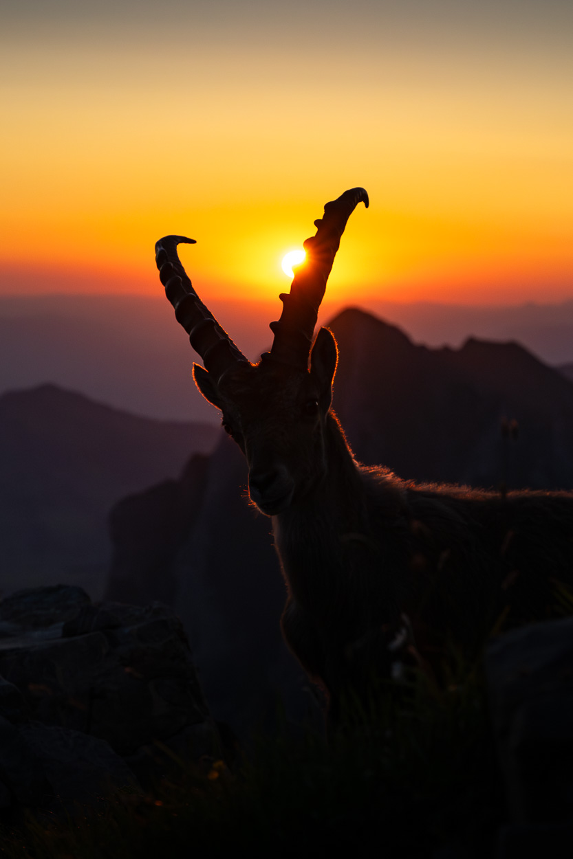 Steinbock im Alpstein bei Sonnenaufgang, Silhouetten im Gegenlicht mit aufgehender Sonne.