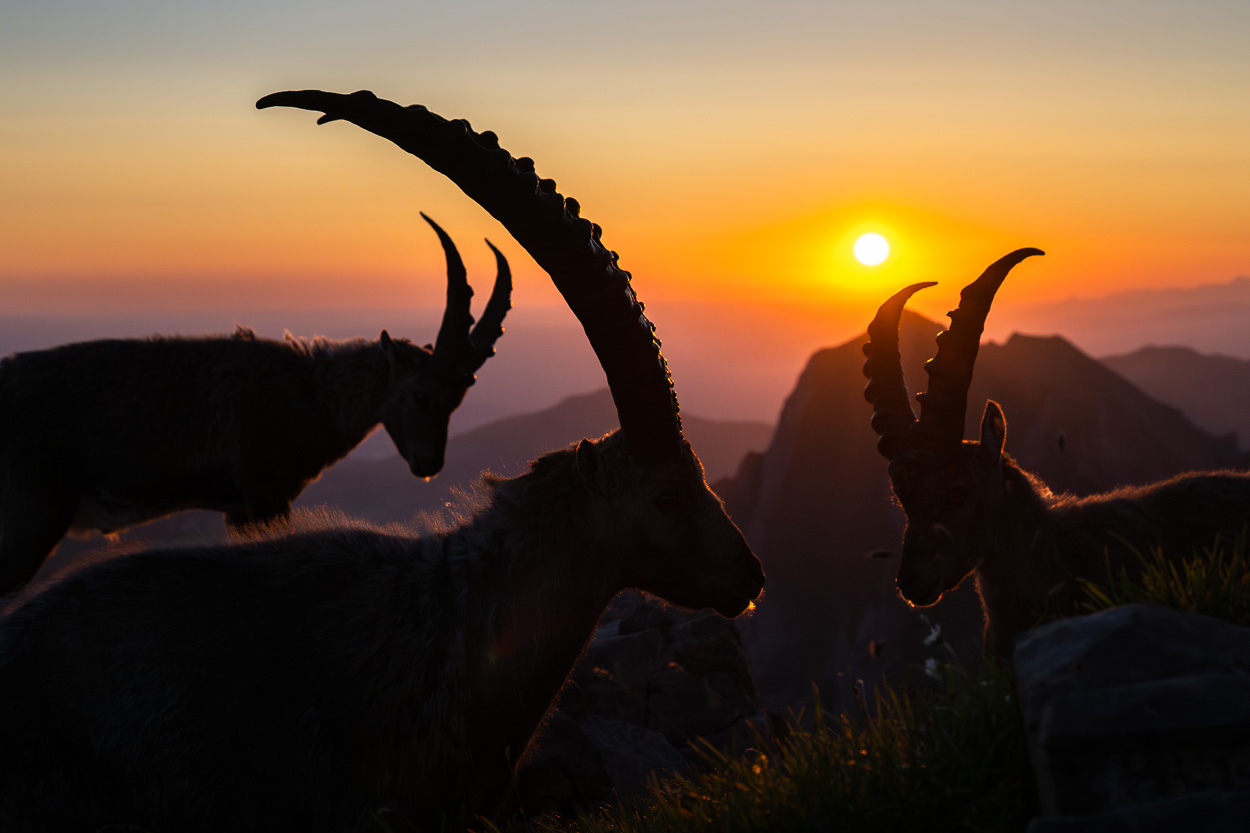 Drei Steinböcke in den Schweizer Alpen bei Sonnenaufgang, Silhouetten im Gegenlicht mit aufgehender Sonne.