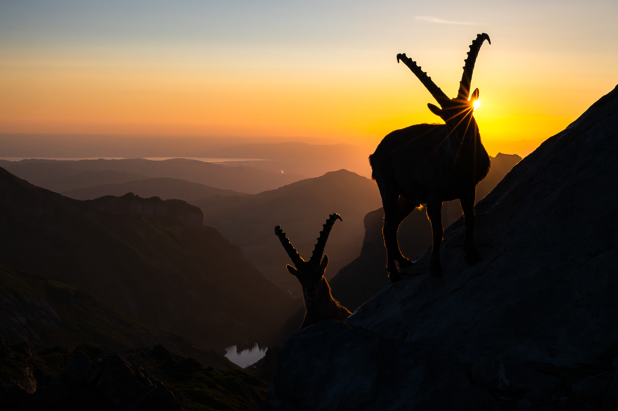 Zwei Steinböcke im Alpstein bei Sonnenaufgang, Silhouetten im Gegenlicht mit Sonnenstern über der Schweizer Berglandschaft.