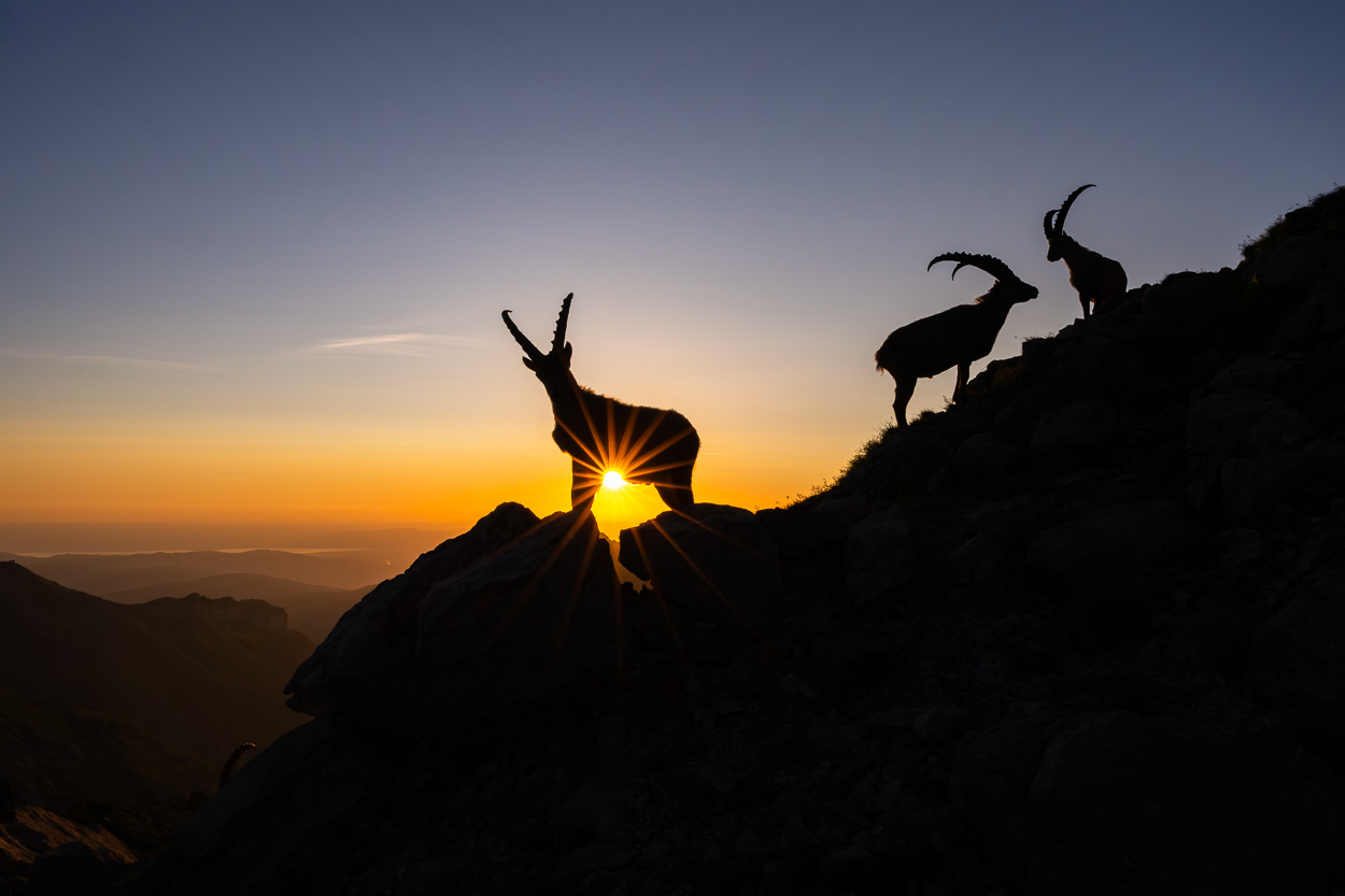 Drei Steinböcke im Alpstein bei Sonnenaufgang, Silhouetten im Gegenlicht mit Sonnenstern über der Schweizer Berglandschaft.