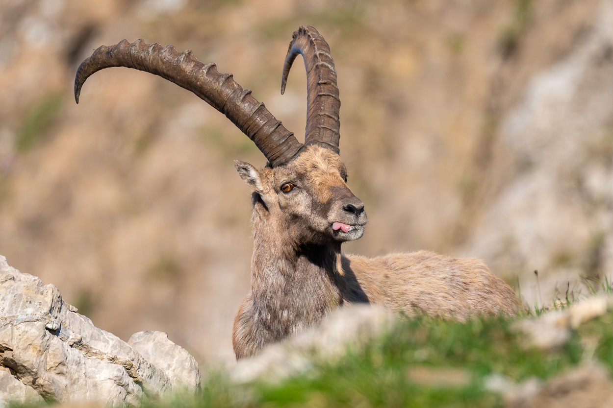 Ein Steinbock lugt hinter einem Felsen hervor und hat die Zunge ausgestreckt.