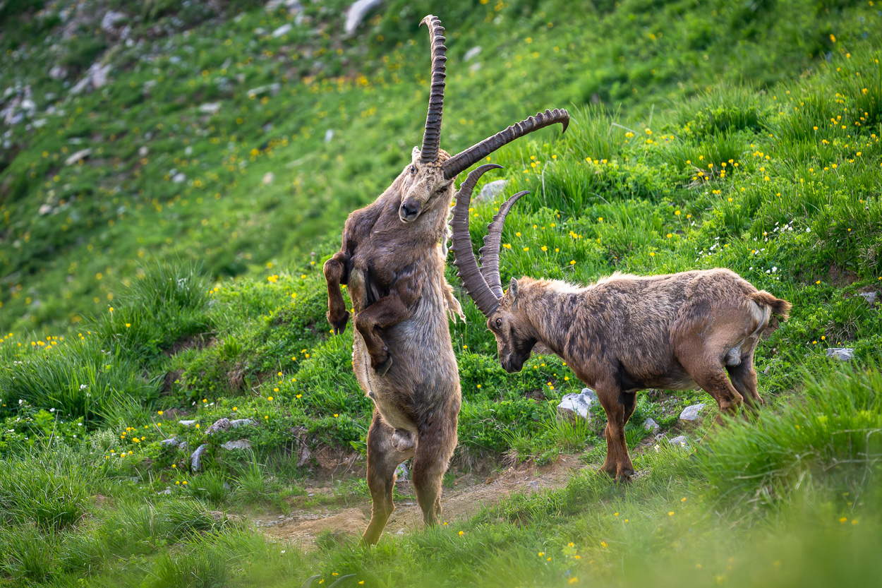Zwei Steinböcke im Alpstein beim Kräftemessen auf einer grünen Wiese.