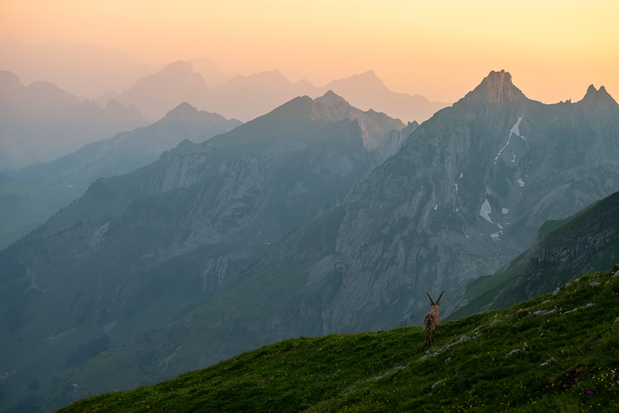 Ein Steinbock in seinem Lebensraum. Stehend auf einer Almwiese mit Blick auf die umliegenden Gipfel des Alpsteins.