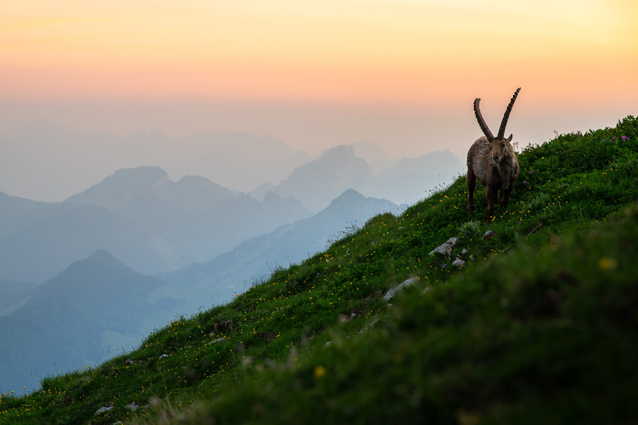 Ein Steinbock steht auf einer blühenden Alpweide im Abendlicht, vor der Kulisse sanft verblassender Bergsilhouetten im Dunst.