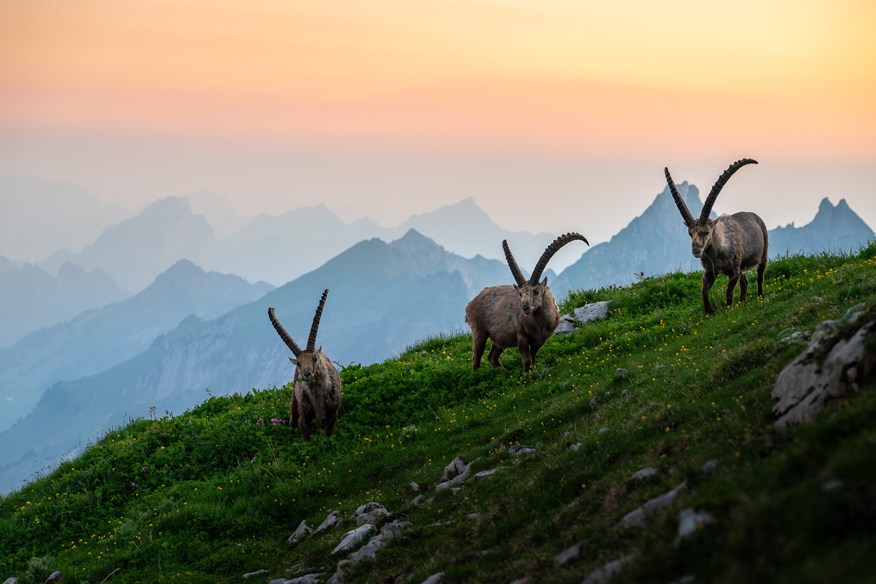 Drei große Steinböcke auf einer Almwiese im warmen Abendlicht. Hinten die Bergkulisse der Schweizer Bergwelt.