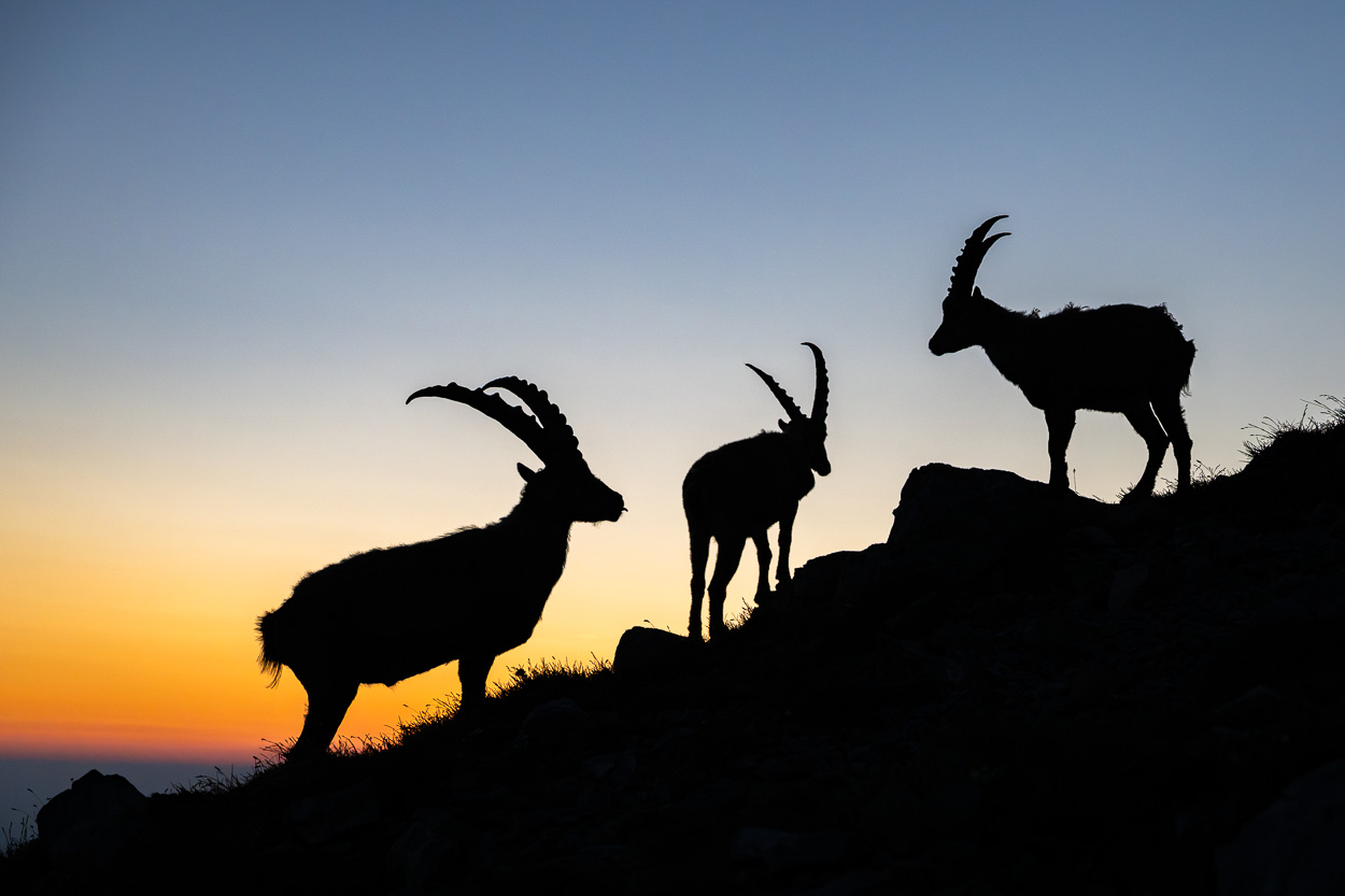 Drei Steinböcke als Silhouetten bei Sonnenraufgang im Alpstein, vor farbigem Himmel in Blau-Orange.